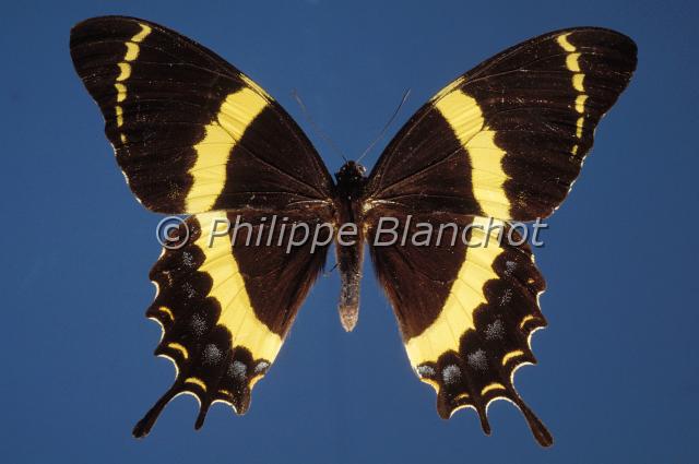 papilio garamas.JPG - Papilio garamasVoilierMagnificent SwallowtailLepidoptera, PapilionidaeBrésil